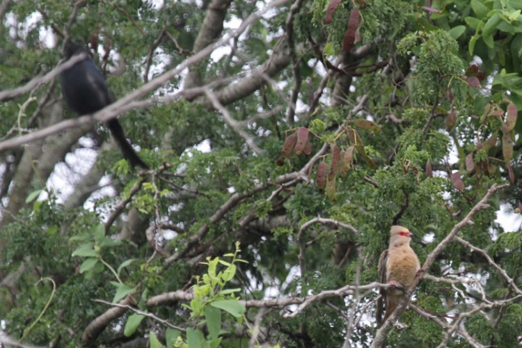 fork-tailed drongo and red-faced mousebird.jpg