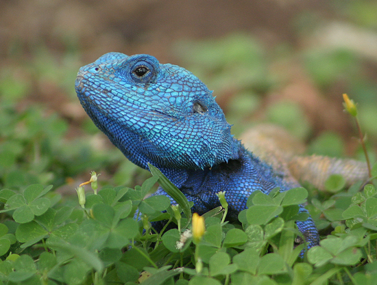 tree agama.jpg