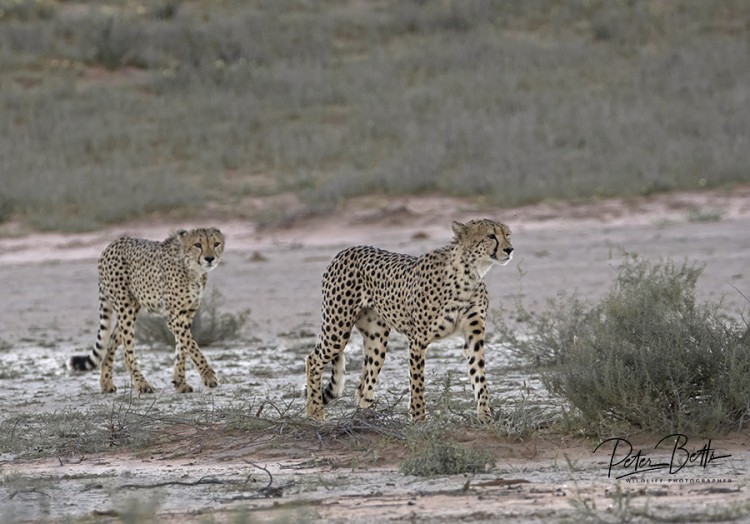Male Cheetah Coalition.jpg