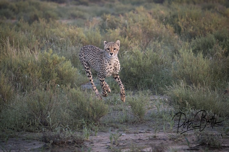 Galloping Cub.jpg