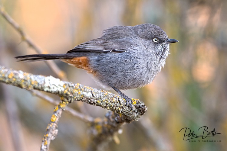 Chestnut Vented Warbler.jpg