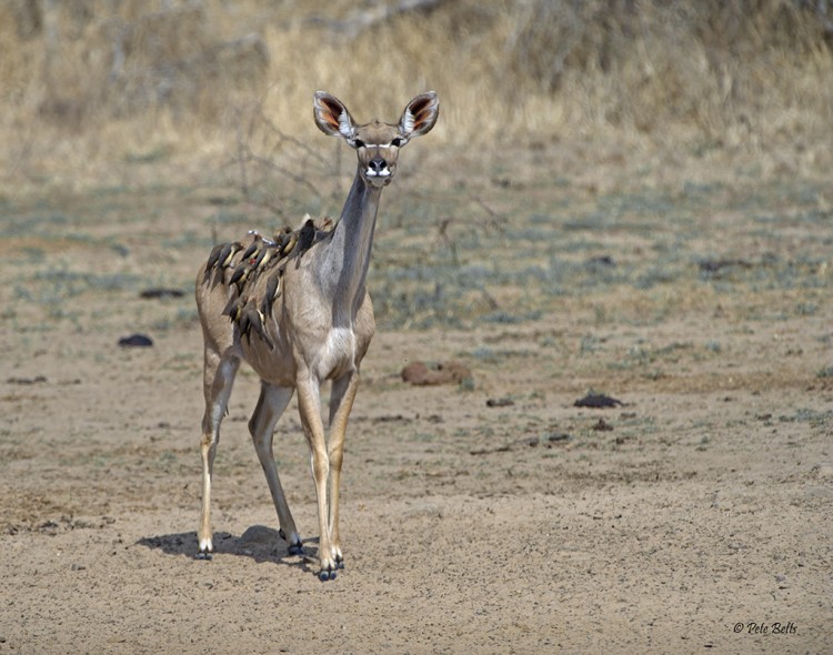 Kudu with Oxpeckers.jpg