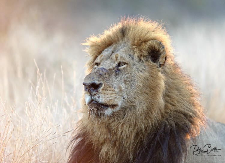 Skybed Male Lion.jpg