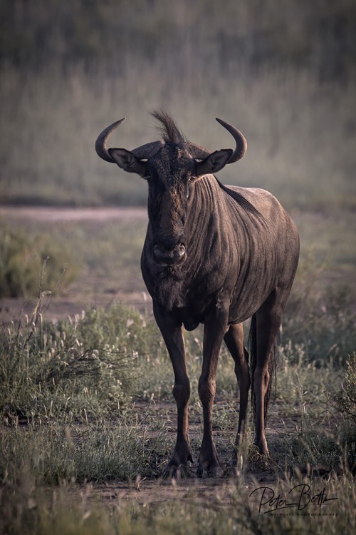Wildebeest Bull.jpg