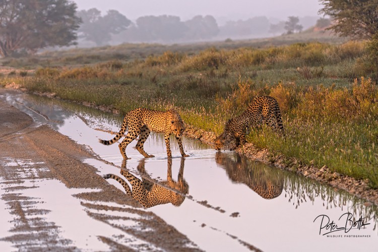 Juv Cheetah Drinking.jpg