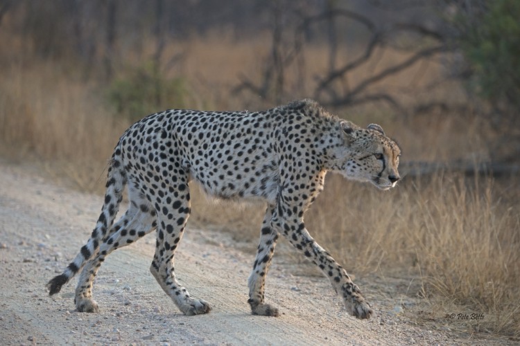 Close Cheetah.jpg