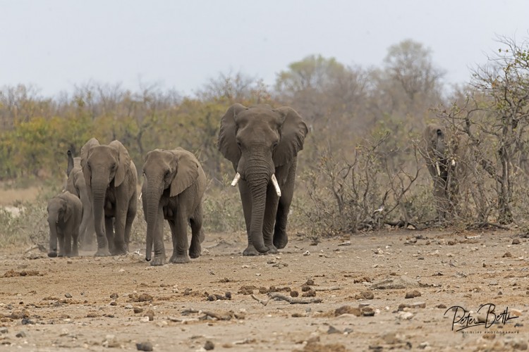 Waterhole approacj.jpg