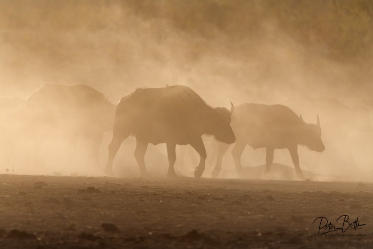 Drought in Africa.jpg