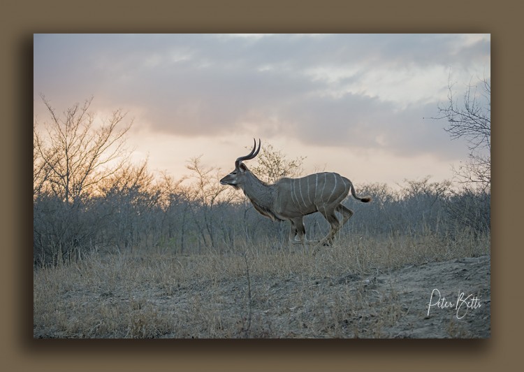 Running Kudu Sunrise.jpg