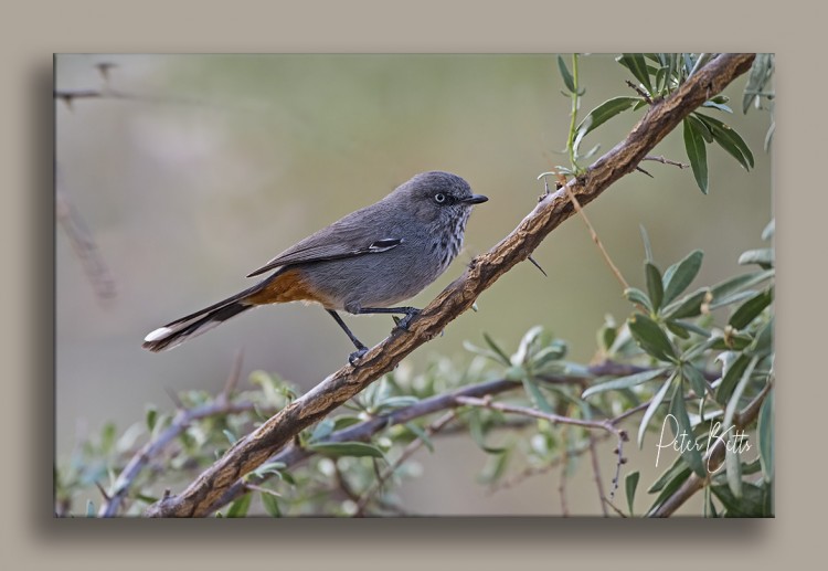 Chestnut Vented Warbler.jpg
