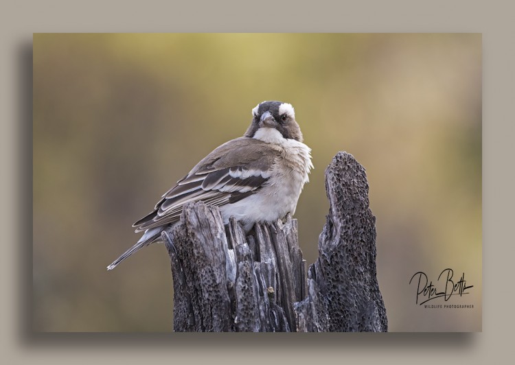 White Browed Sparrow Weaver.jpg