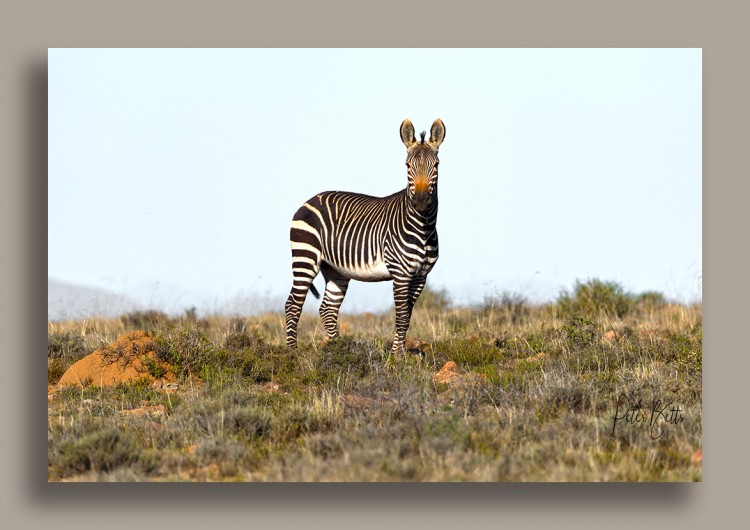 Mountain Zebra Habitat.jpg