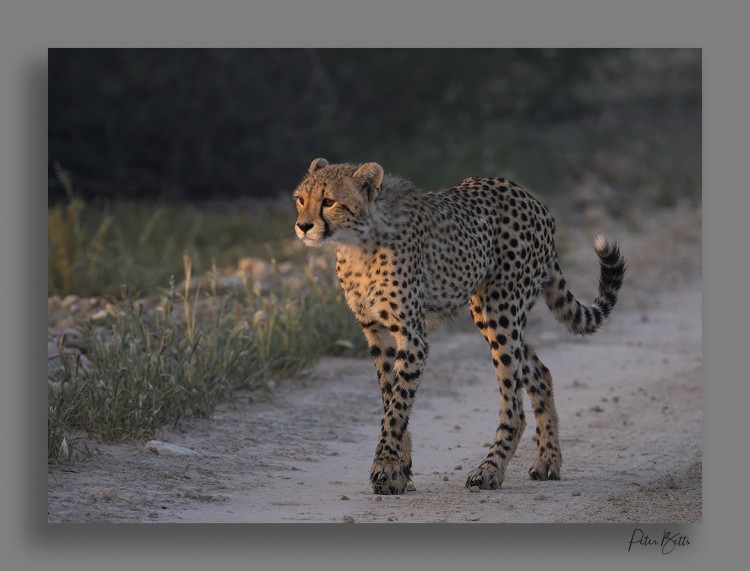 Sunrise Cheetah Cub.jpg