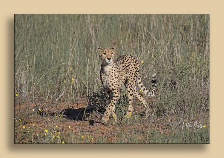 Cheetah Hunting.jpg