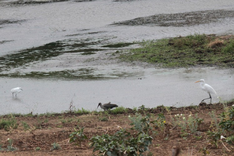 great egret, hadeda ibis and little egret.jpg