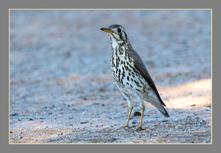 Groundscraper Thrush.jpg