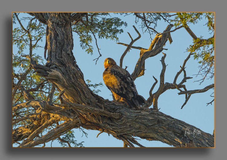 Tawny Eagle Sunrise.jpg