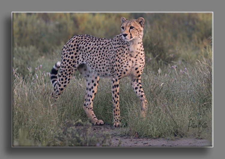 Sunrise Cheetah After Night Rain.jpg