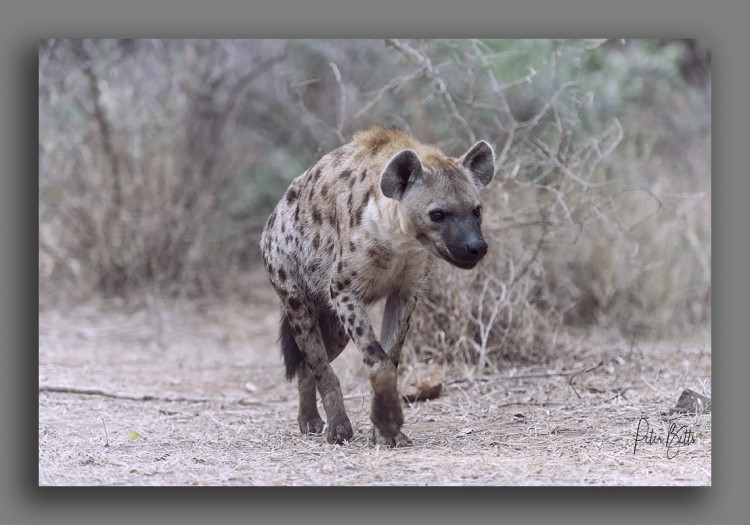 Hyena Approach.jpg