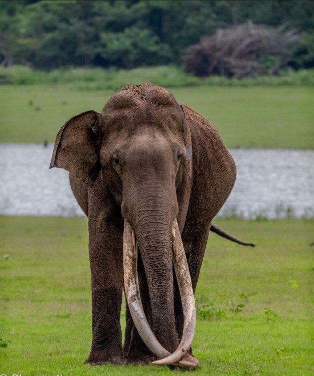 Kabini tusker.jpg