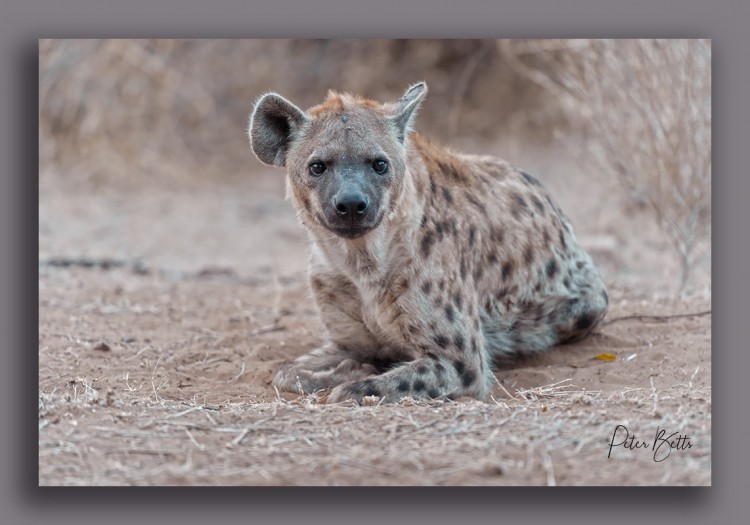 Balule Hyena Portrait.jpg