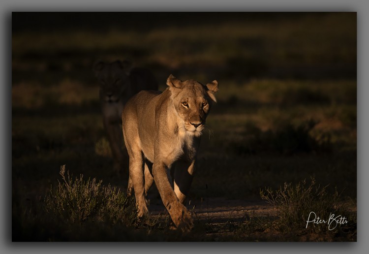 Natural Light Lionesses.jpg