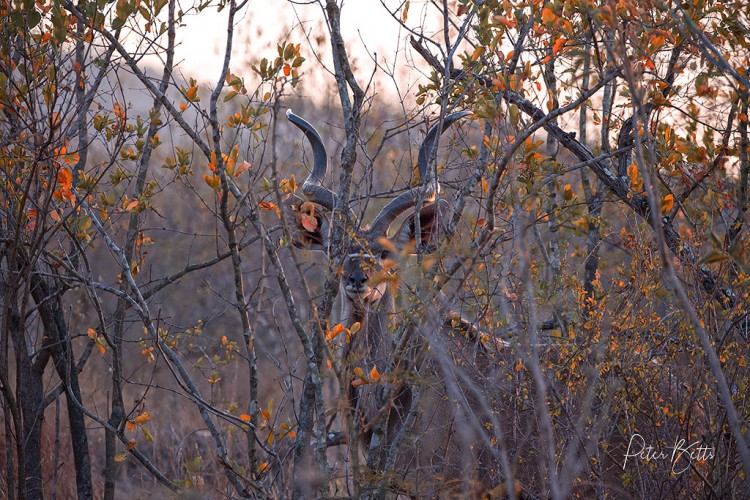 Kudu in the Bush.jpg