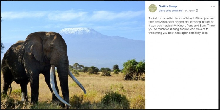 Amboseli tusker.jpg
