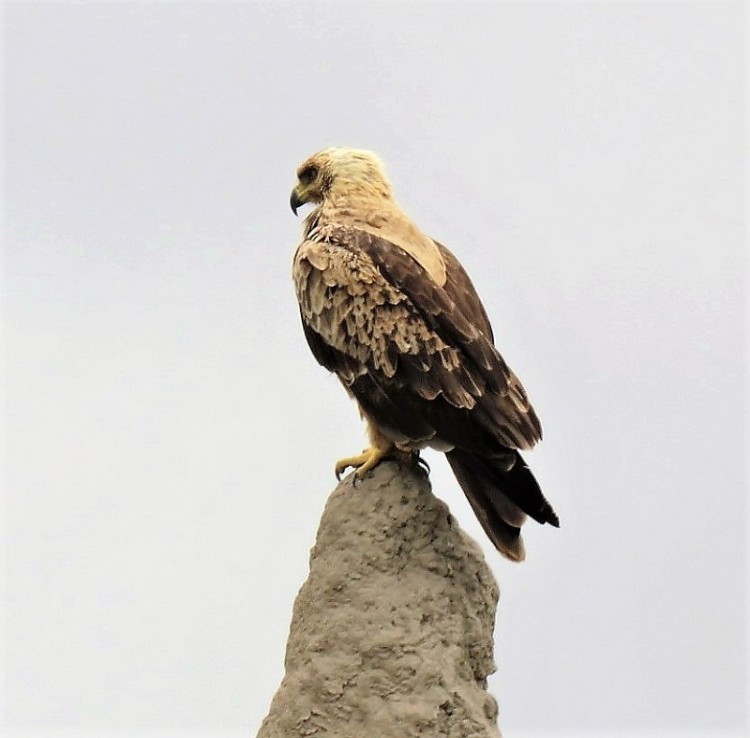 IMG_2814-Tawny Eagle (2).JPG
