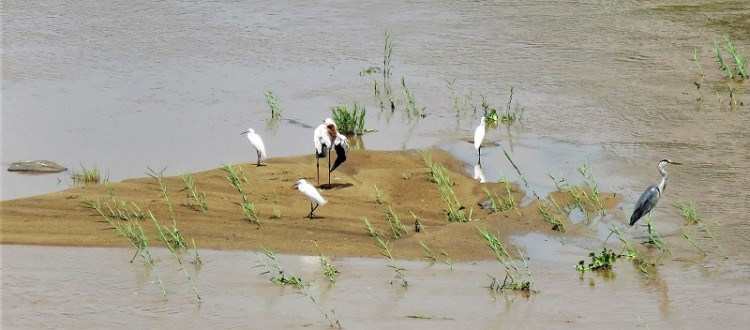 IMG_2850Yellow-billed stork,little egret+grey heron.JPG