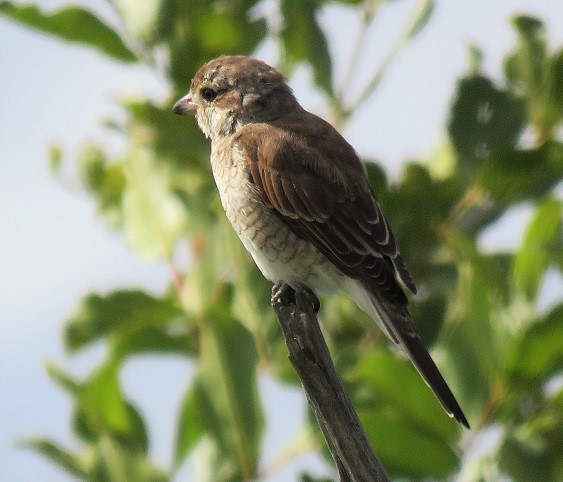 IMG_4117-Red-backed shrike - Fem..JPG