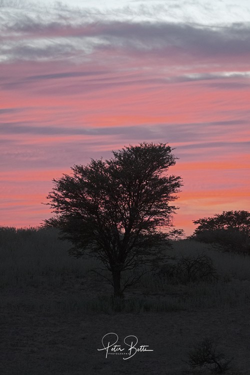 Pink Sunrise.jpg