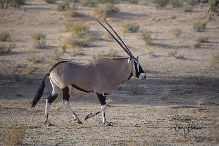 Gemsbok Cow Kij Kij.jpg