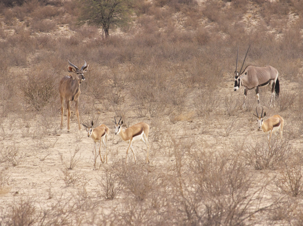 kudu_oryx_spr.jpg