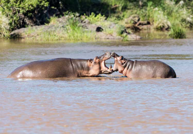 Pumbaa bath time.jpg