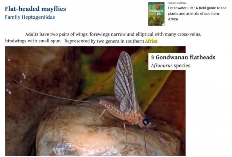 Griffiths Heptageniidae.jpg
