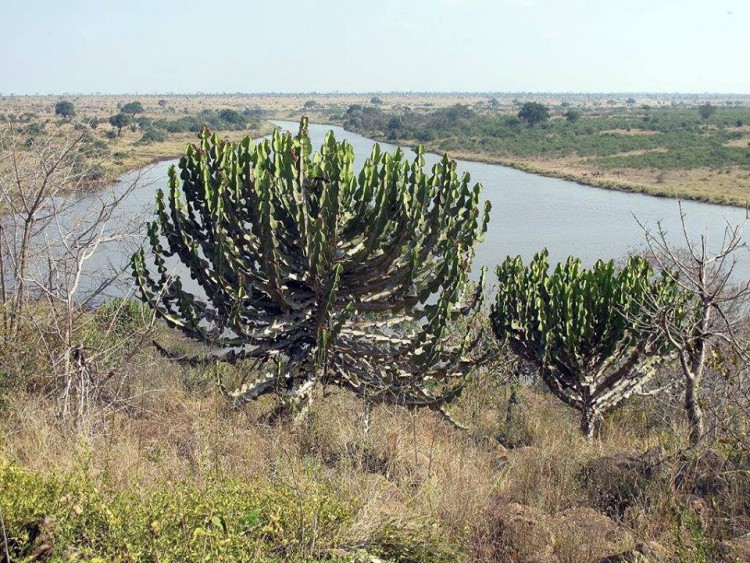 Euphorbia cooperi.jpg