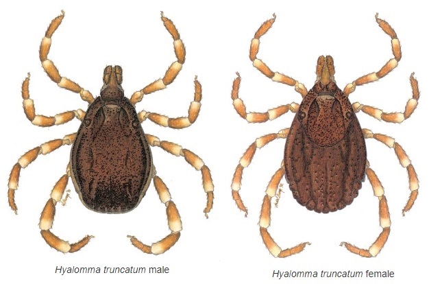 Haylomma truncatum.jpg