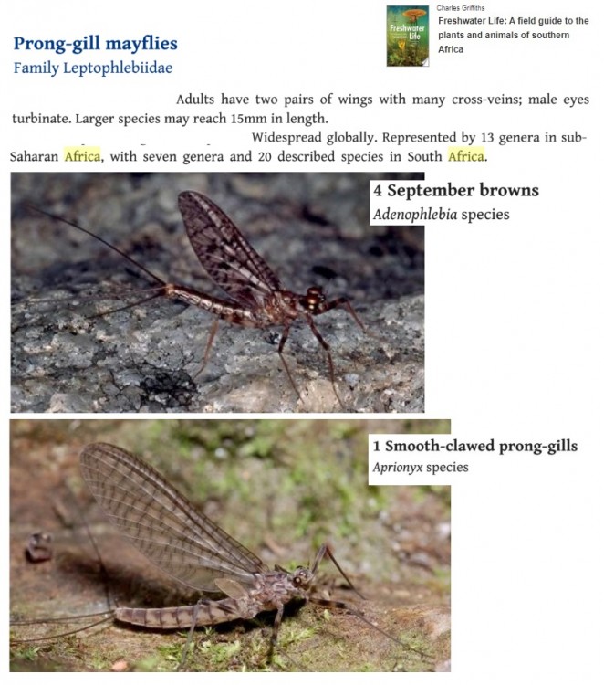 Griffiths Leptophlebiidae.jpg