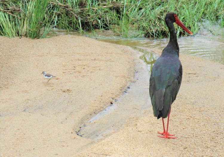 Black stork+Three-banded plover 90p.JPG