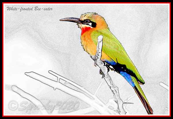 White-fronted-Bee-eater.jpg