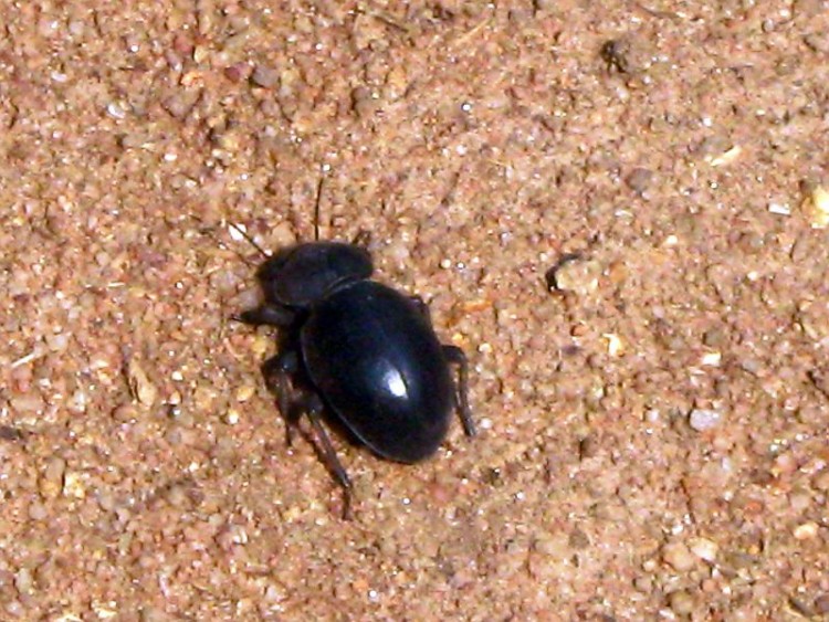 BSP - 31.jpg