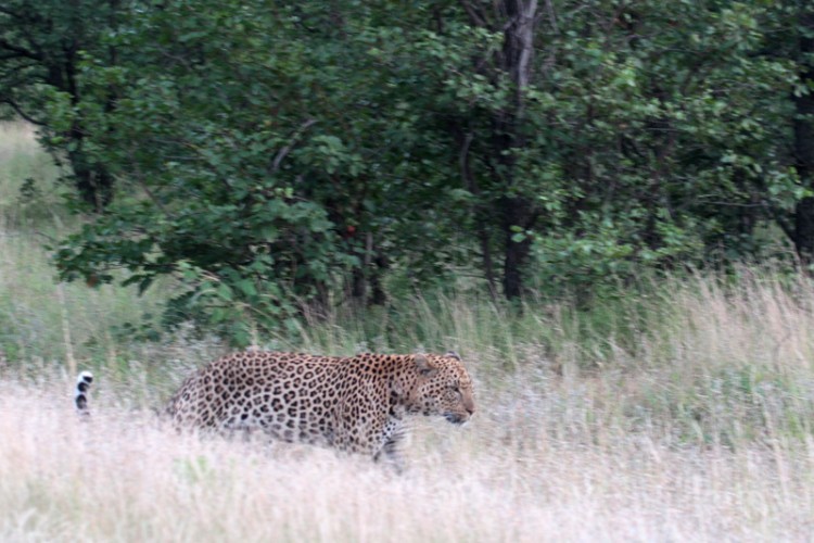 IMG_9630.jpg