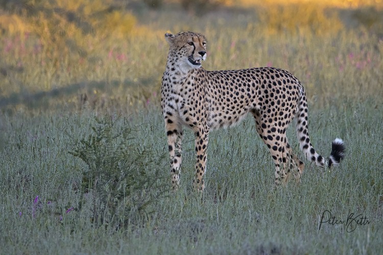 Rooiputs Evening Cheetah.jpg