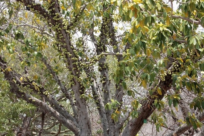 Ficus sansibarica.jpg