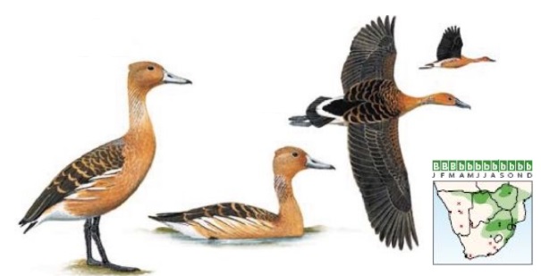 Fulvous Duck Dendrocygna bicolor.jpg