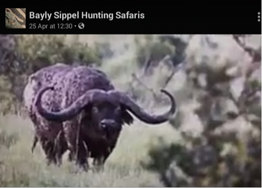 Kenya free range buffalo.jpg