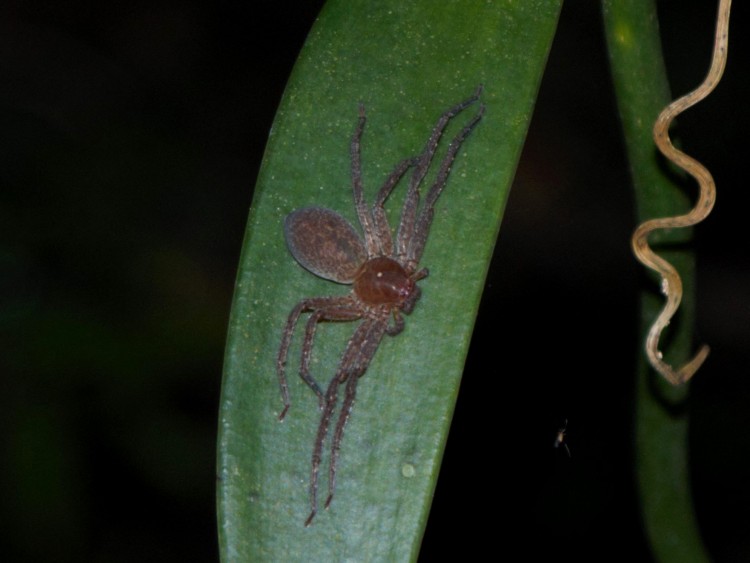 Spider sp. Lokobe National Park, Nosy Be, Madagascar, 22 February 2020 1.jpg