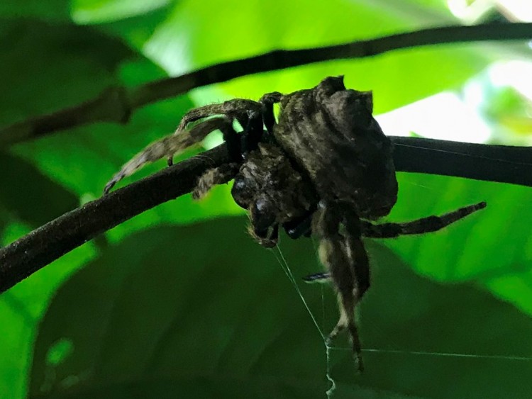 Spider sp. (Kurkspin). Nosy Komba, Madagascar, 21 February 2020 1.JPG