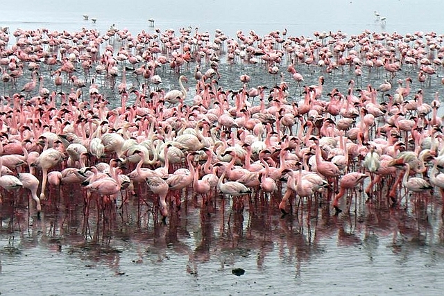Greater Flamingo  Walvis Bay - K.jpg